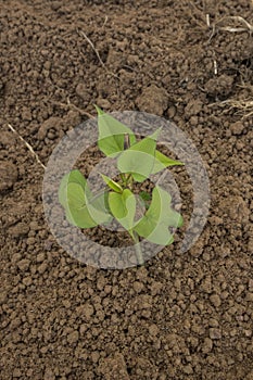 Dry bean seedling