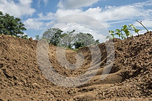 Dry bean soil ridge