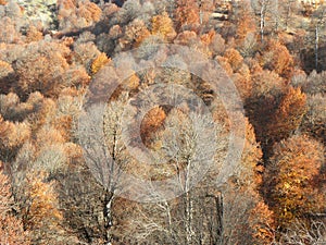 Dry and beautiful and colorful autumn trees