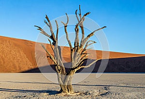 Dry beautiful tree on the background of the dunes with a beautiful texture of sand. Africa. Landscapes of Namibia. Sossusvlei.