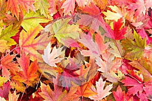 Dry Bed of Colorful Autumn Leaves on the Ground