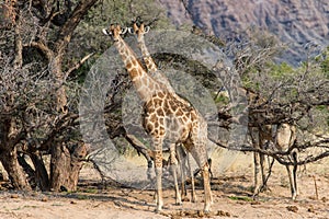 Giraffes feeding near the Hoanib river, Namibia