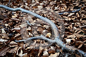 Dry beech branch on fallen leaves