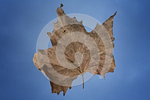 Dry beech leaf on the blue background