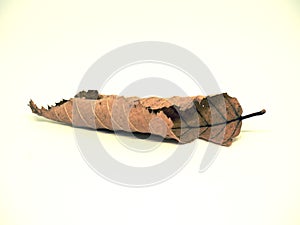 Dry beech leaf rolled by dryness on white background