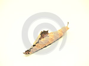 Dry beech leaf rolled by dryness on white background