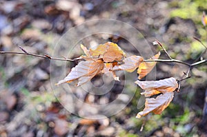 dry beech leaves on the branch