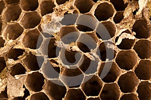 Dry Beehive