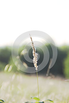 Dry beige grass with frayed ends, grass in a wild field, rural climates, dry grass on a blurred background