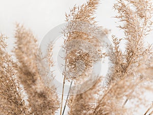 Dry beige reed on a white wall background. Beautiful nature trend decor. Minimalistic neutral concept