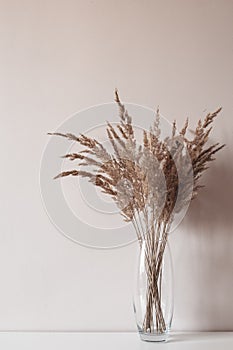Dry beige reeds or hay flowers in the glass vase. Scandinavian-style room decor