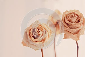 Dry beige roses bouquet on cream background