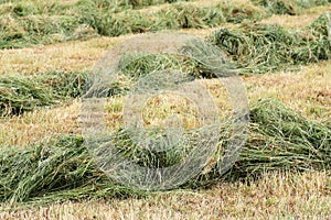 Dry bevelled hay