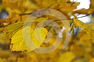 Dry birch leaf on the autumn background