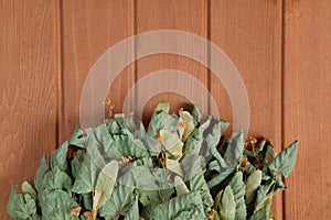 Dry birch leaves on the background of the wooden texture of the wall. Birch bath broom. Close Up. Web banner. For Design