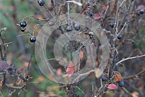 Dry black berries on a tree branch in late autumn