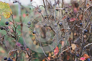 Dry black berries on a tree branch in late autumn