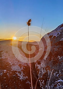 A dry blade of grass against the background of sunset and stones.