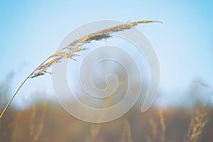 Dry blade of grass swaying in the wind