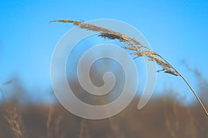 Dry blade of grass swaying in the wind