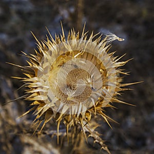 Dry blossomed flower, golden color has a prickly receptacle, seeds scattered