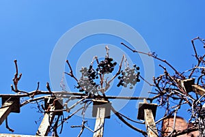 Dry blue grape fruits on branches without leaves on shabby iron fence, sky background