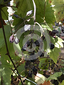 Dry blue grapes. Abstract wallpaper. Autumn fruit still life.