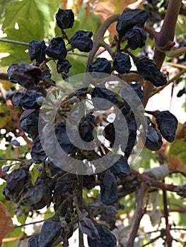 Dry blue grapes close. Grape autumn still life. Abstract natural wallpaper.