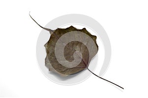 Dry bodhi leaf vein on white background