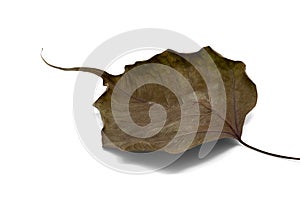 Dry bodhi leaf vein on white background