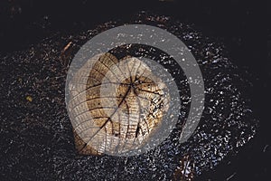 Dry Bodhi or Peepal Leaf on old rock near waterfalls.Closeup dry leaf of Bodhi tree. Symbolic plant of Buddhism. With dark