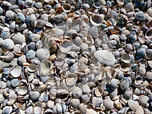 Dry bottom of a reservoir covered with a layer of shells of bivalve mollusks Cerastoderma and Mytilus, Tiligul estuary photo