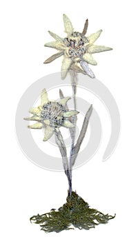 Dry bouquet edelweiss