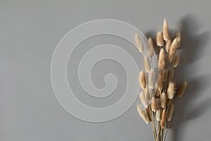 Dry bouquet of fluffy flowers from bunny tails Lagurus grass. Minimal floral composition on gray background top view