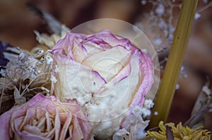 Dry bouquet of pink roses