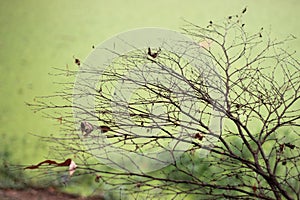 dry brance in winter