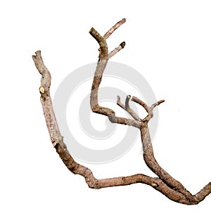 Dry branch