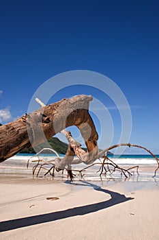 Dry branch on the beach photo