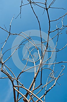 dry branch on blue sky