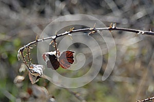 Dry Branch of Brier, Czech Republic, Europe