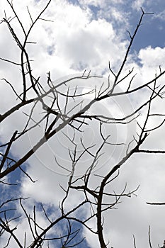 Dry branch dead tree