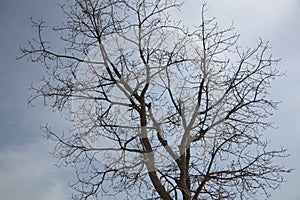 Dry branch dead tree