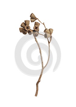 Dry branch of eucalyptus plant with gumnuts isolated on white
