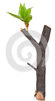 Dry branch with leaf buds