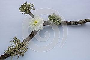 Dry branch, moss and white chrysanthemum on a white background