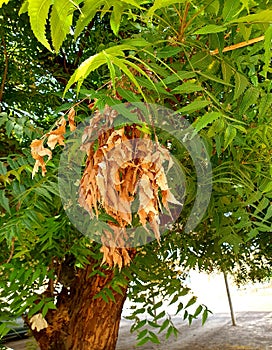 A dry branch of the neem tree beside its green leaves