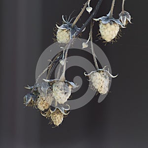 Dry branch of raspberry dried berries