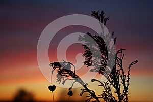 A dry branch silouete with colored sunset sky in background