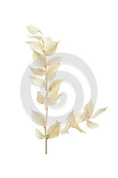 dry branch with small yellow leaves isolated