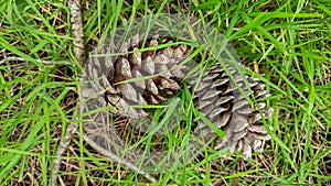 Dry branch with two pine cones fallen to the ground in the green grass of the meadow at the foot of the tree